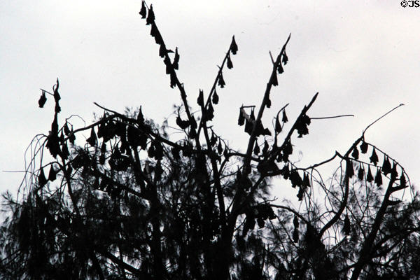 Fruit bats (aka flying foxes) hang from a tree in Madang. Papua New Guinea.
