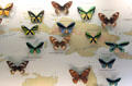 Butterflies of New Guinea at Museum of Natural History. Vienna, Austria.