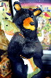 Bear for sale at Calgary Tower Gift Shop. Calgary, AB