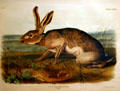 John Woodhouse Audubon folio of Texian Hare. AR
