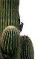 Gila Woodpecker. Phoenix, AZ.