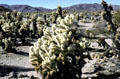Cholla cactus forest in Joshua Tree National Park. CA.