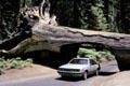 Car drive through tunnel tree in Sequoia National Park. CA