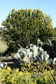 Cactus garden at South Coast Botanic Garden. Palos Verdes Peninsula, CA.