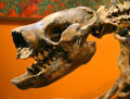 Cast of nose of Harlan's Ground Sloth of original from La Brea tar pits at San Diego Museum of Natural History. CA.