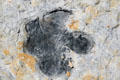 Detail of dinosaur tracks at Dino Ridge. CO