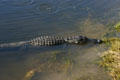 Alligator in the water. FL.