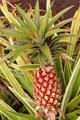 Commercial pineapple variety in garden at Dole Plantation. HI.