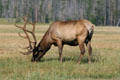 Grazing elk at Yellowstone National Park. WY.