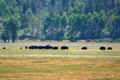 Buffalo herd in Grand Teton National Park. WY.