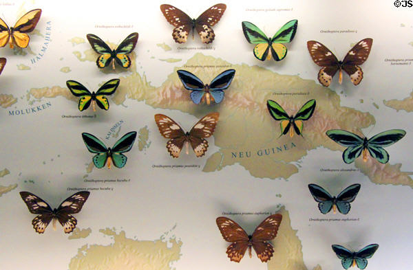 Butterflies of New Guinea at Museum of Natural History. Vienna, Austria.