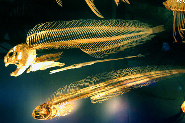 Fish skeletons at Museum of Natural History. Vienna, Austria.