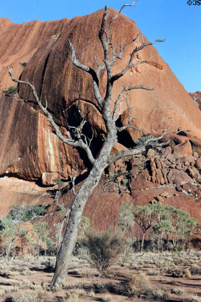 Twisted branches of a dead tree in front of red Uluru (aka Ayers Rock). Australia.