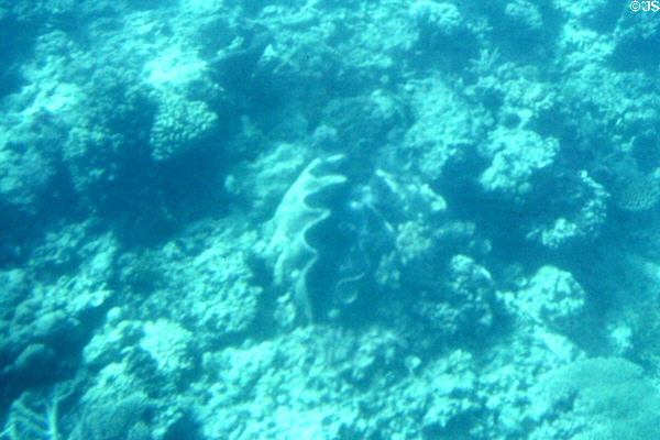 Giant clam on Great Barrier Reef. Australia.