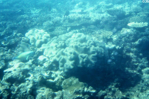 Coral along ocean floor forming Great Barrier Reef. Australia.