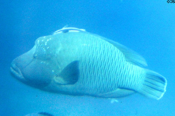 Large tropical fish swimming near Barrier Reef. Australia.