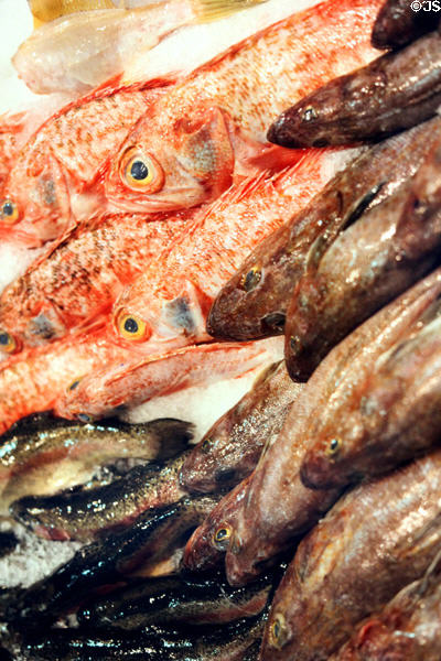 Fish packed on ice for sale in Sydney Fish Market. Sydney, Australia.
