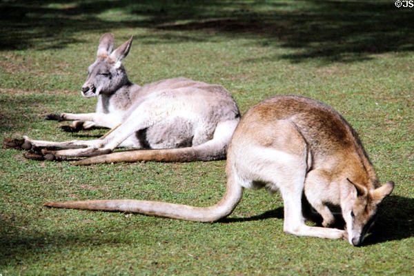 Red kangaroos relax on grass in Melbourne Zoo. Melbourne, Australia.