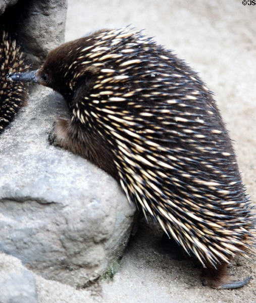Spiny anteater, or Echidna, at Melbourne Zoo. Melbourne, Australia.