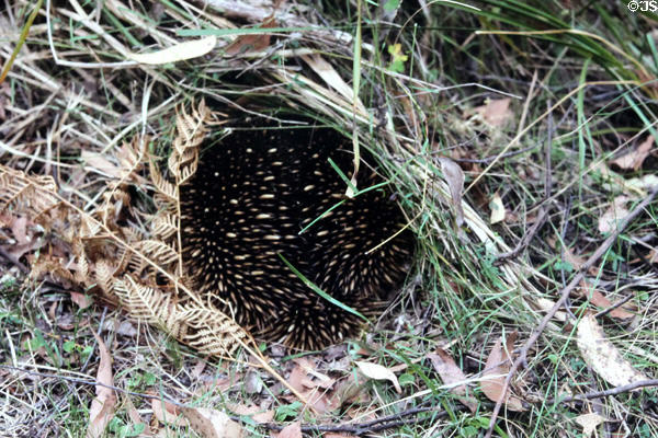 Echidna or spiny anteater native to Australia in wild north of Melbourne. Australia.