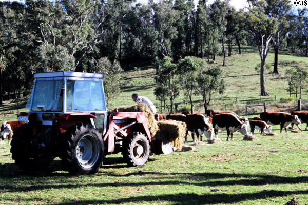 Ranch hand attends to Hereford cows in hills north of Melbourne. Australia.