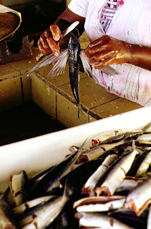Flying fish being prepared at fish market. Bridgetown, Barbados.
