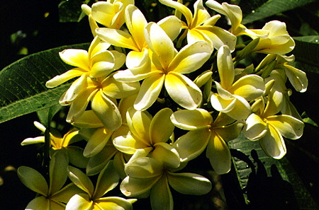 Frangipani flowers in the gardens near Gun Hill. Barbados.