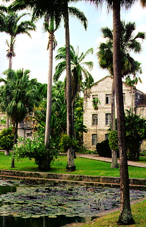 Palm trees in front of Codrington College. Barbados.
