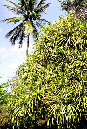 Screw Pine at Andromeda Botanic Gardens, Bathsheba. Barbados.