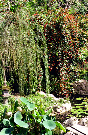 Water lilies at Andromeda Botanic Gardens, run by the Barbados National Trust. Barbados.