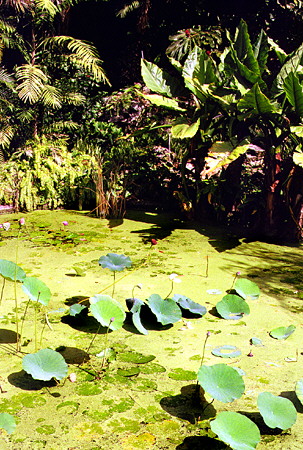 Lilly pond at Andromeda Botanic Gardens in Bathsheba. Barbados.