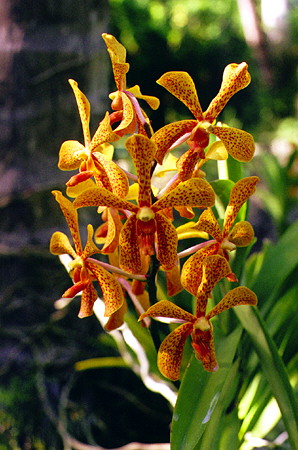 Orchids at the Flower Forest. Barbados.