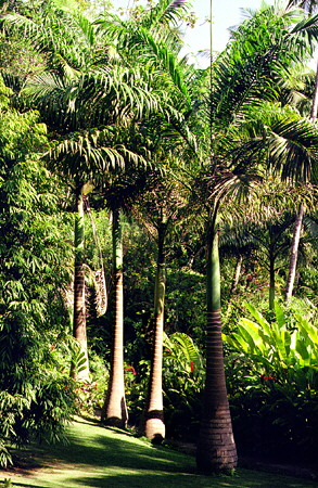 Row of palms at the Flower Forest. Barbados.
