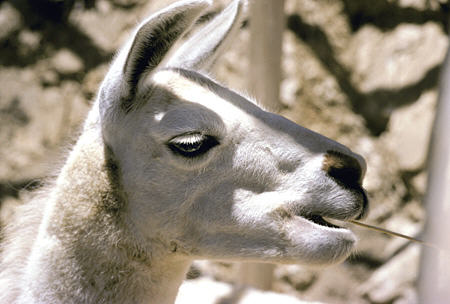 Face of llama on Sun Island. Bolivia.