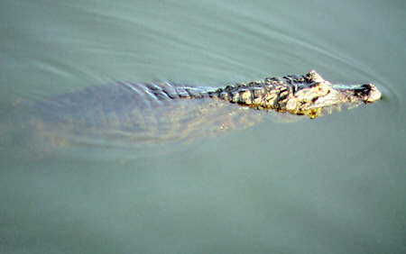 Jacaré (crocodile) in the wetlands of the Pantanal. Brazil.