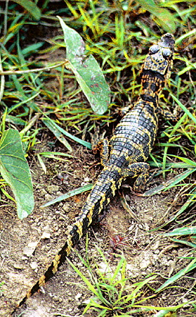 Baby jacaré (crocodile) in the Pantanal. Brazil.