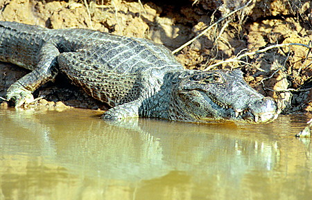 Jacaré (crocodile) entering the water in the Pantanal wetlands. Brazil.
