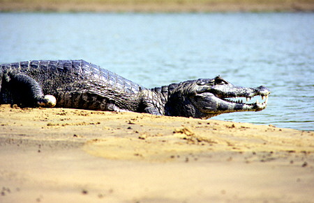 Jacaré (crocodile) missing a foot in the Pantanal wetlands. Brazil.