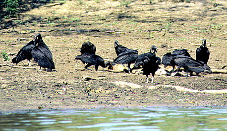 Black-capped vultures feeding on the carcass of a cow in the Pantanal. Brazil.