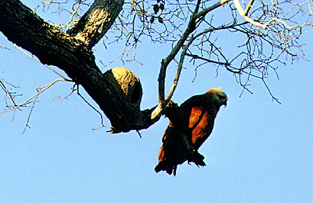 Black-collared hawk <i>Busurellus nigricollis</i> rests on a branch in Pantanal. Brazil.