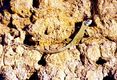 Lizard on a riverbank, Pantanal. Brazil.
