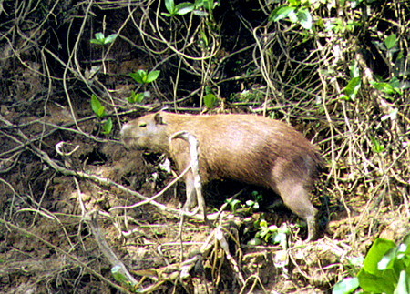 Capybara, the world's largest species of rodent, in the Pantanal. Brazil.