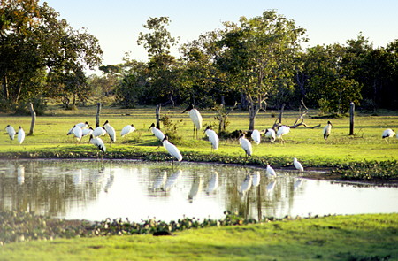 Waterhole with Jabiru stork (largest), wood storks and snowy egrets (smallest) in Pantanal. Brazil.