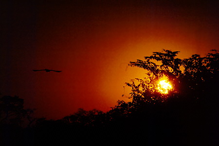 Sunset in the Pantanal. Brazil.