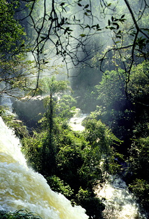Water from Iguaçu Falls flows through a forested area. Brazil.