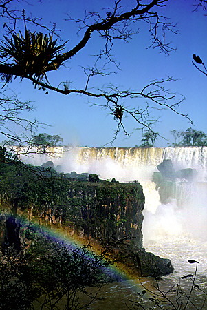 Branches with parasitic plants and rainbow frame Iguaçu Falls. Brazil.