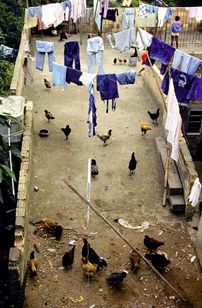 Chickens and laundry, Ouro Prêto. Brazil.