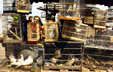 Birds for sale in Belém, many of which are captured in the surrounding Amazon jungles. Brazil.