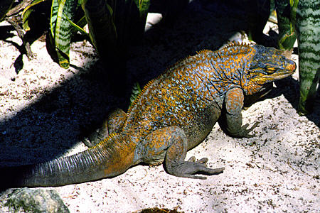 San Salvador Iguana found only on Bahama Island of San Salvador in Ardastra Garden & Zoo. The Bahamas.