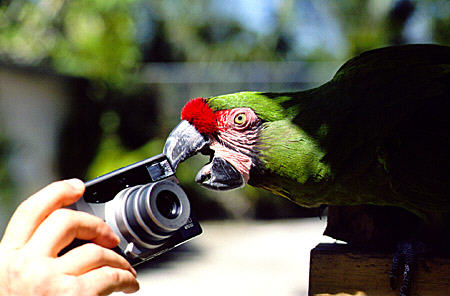 Parrot investigates a camera in Ardastra Gardens Zoo. The Bahamas.